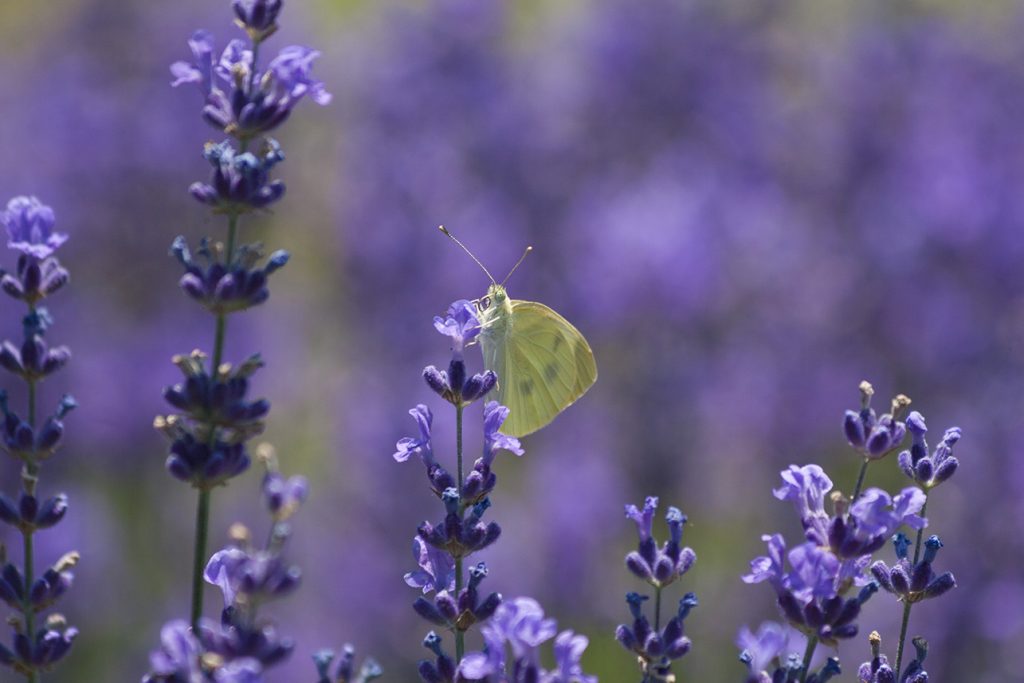 Botanični vrt Univerze Pécs