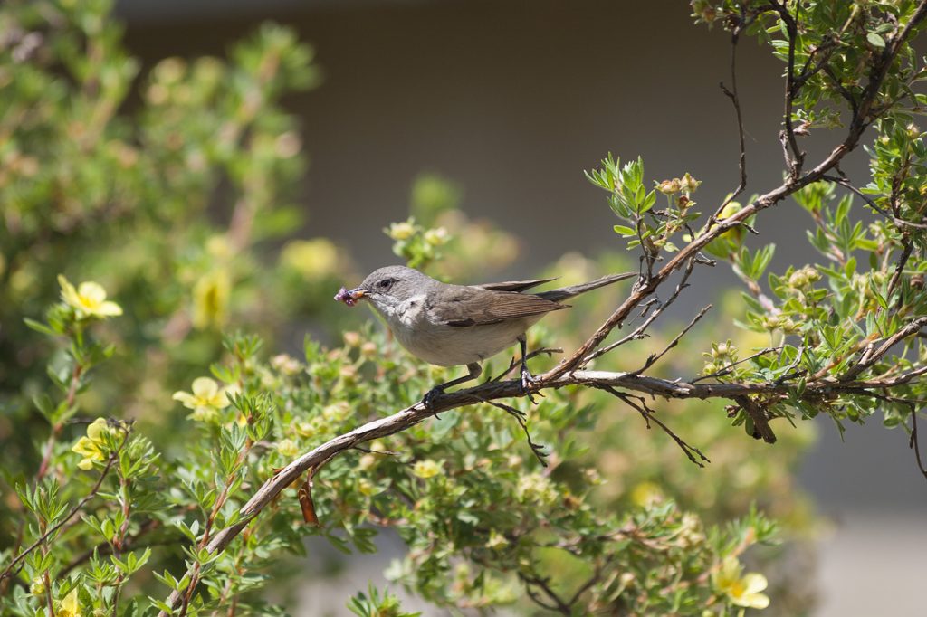 Botanični vrt Univerze Pécs