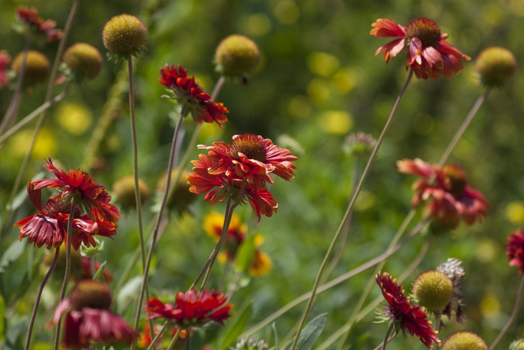 Botanični vrt Univerze Pécs