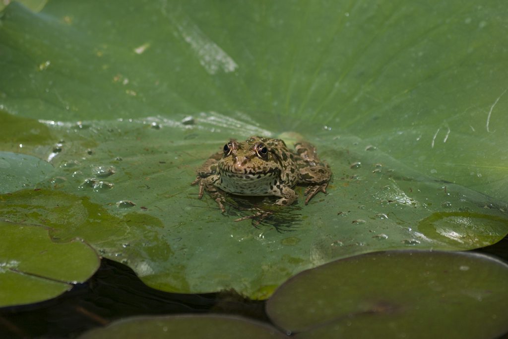 Botanični vrt Univerze Pécs