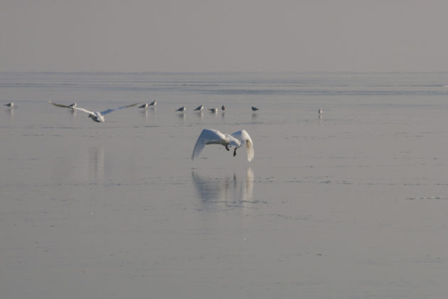 Endless Balaton