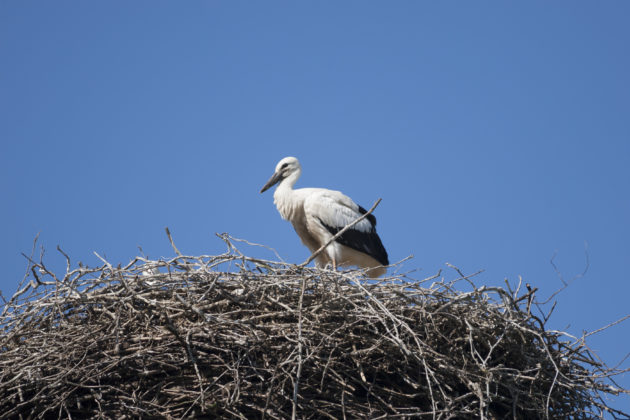 Stork